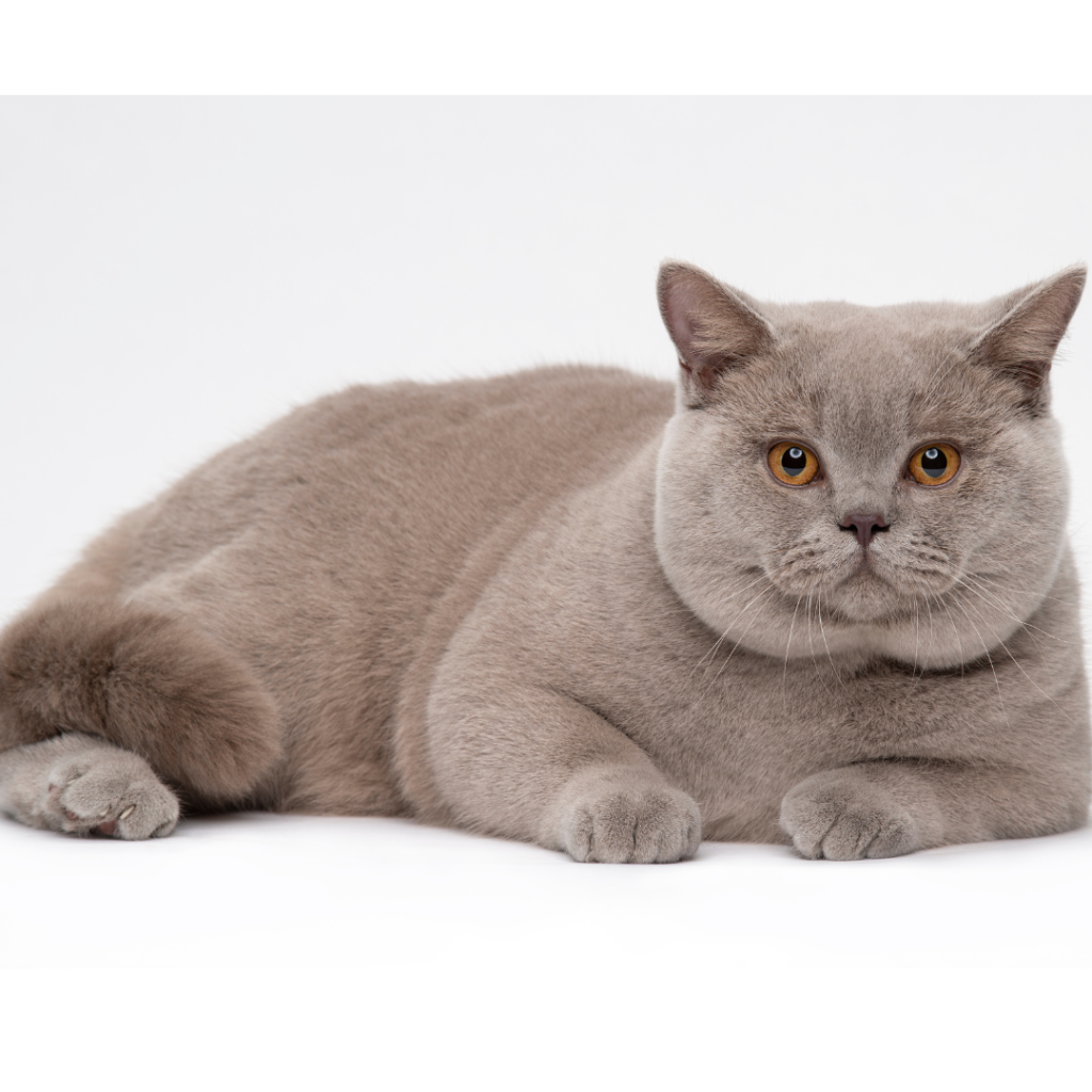 The British Shorthair