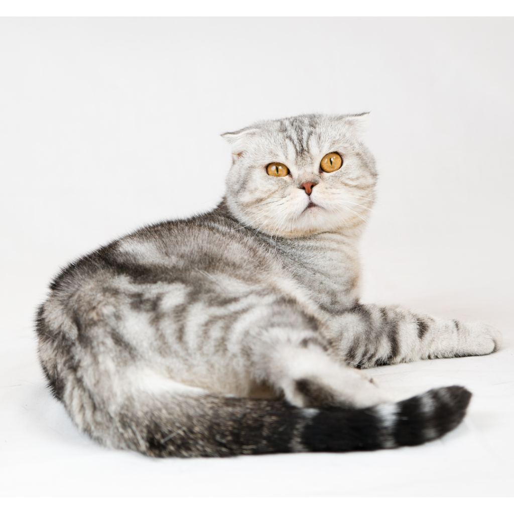 The British Shorthair