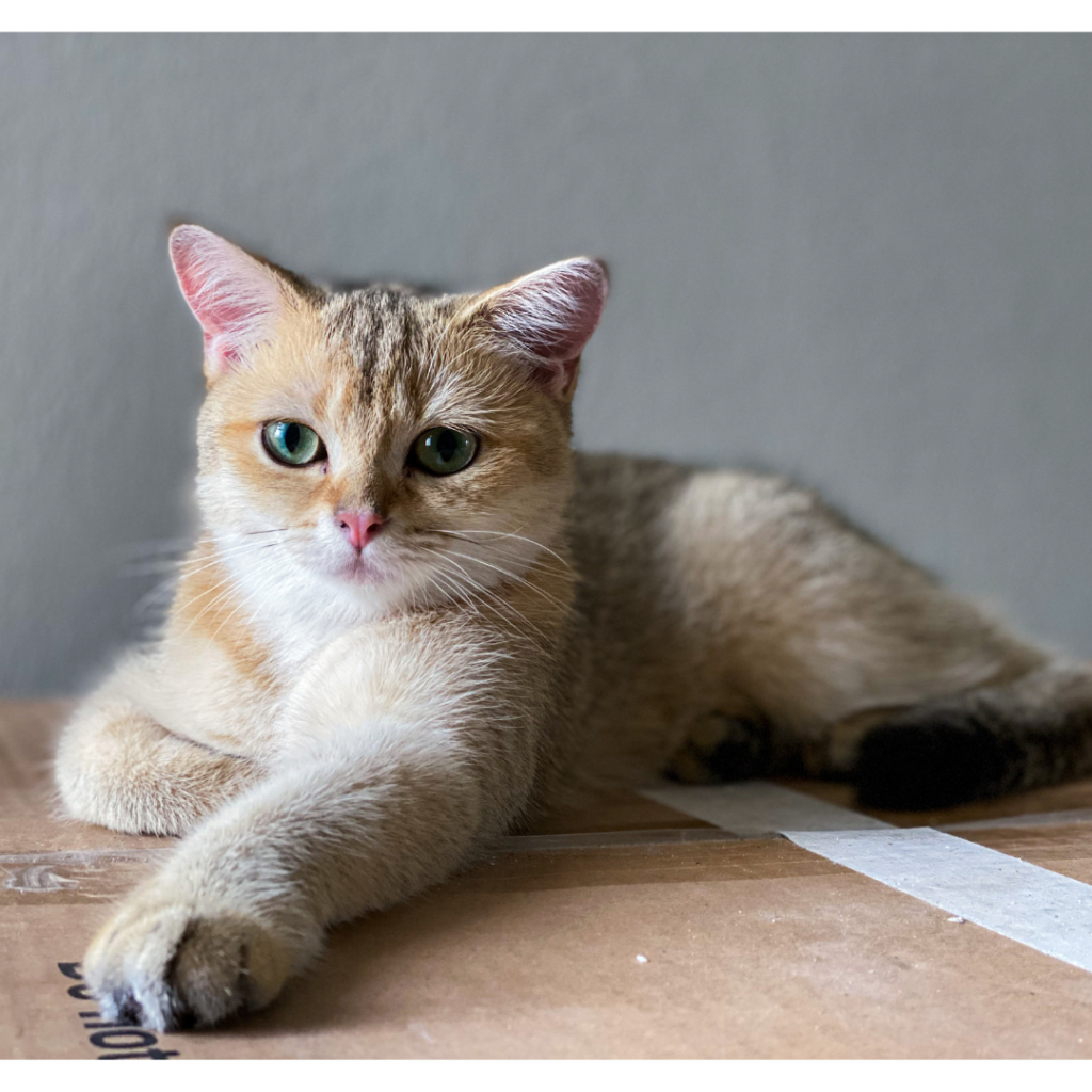 The British Shorthair