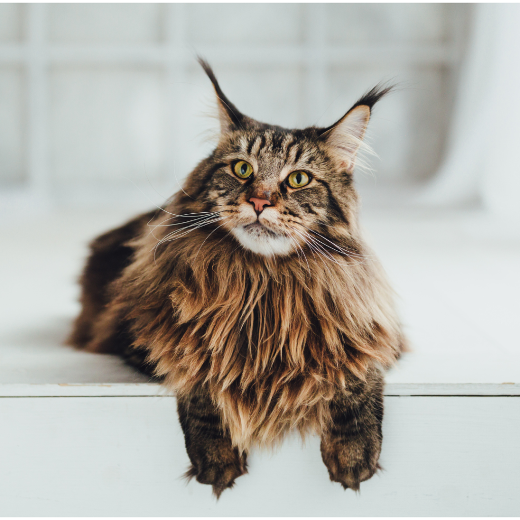 The Maine Coon