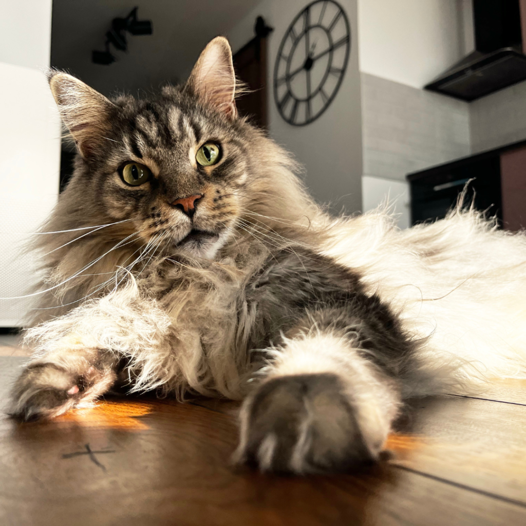 The Maine Coon