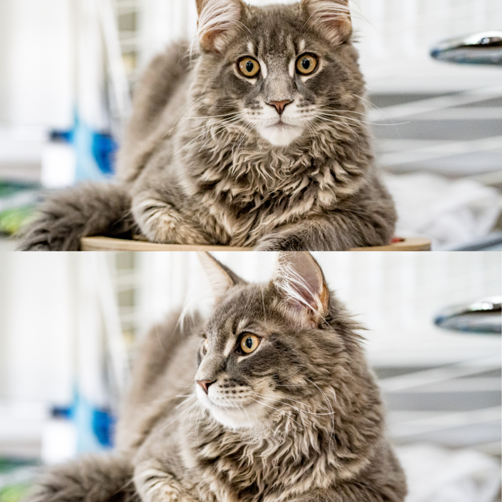 The Maine Coon