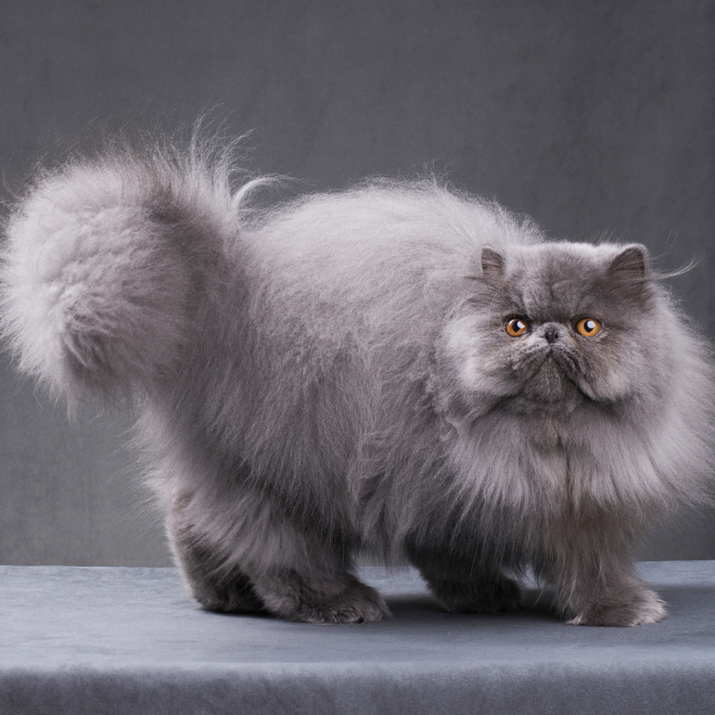 Persian Cats