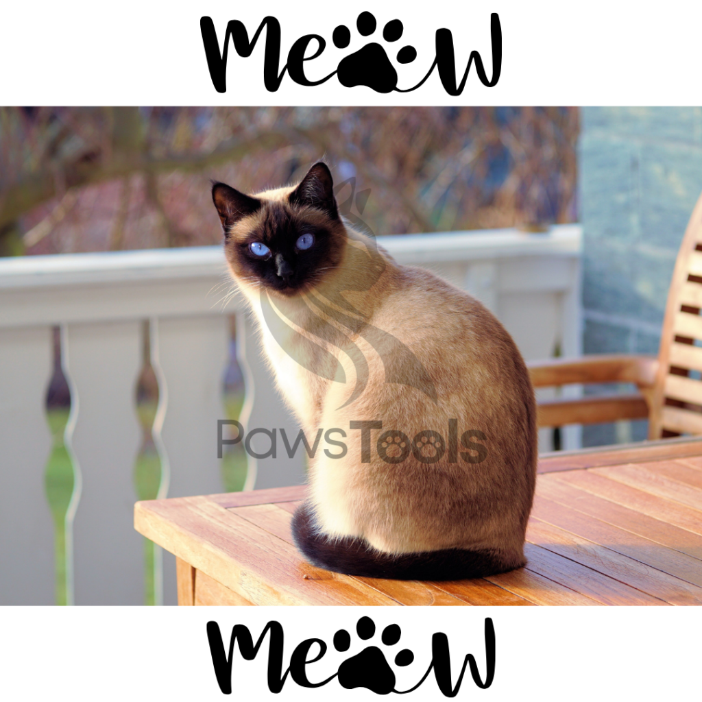 Siamese Cats breed