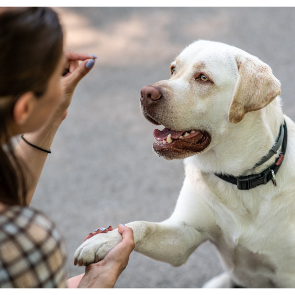 Easy Dog Tricks for training