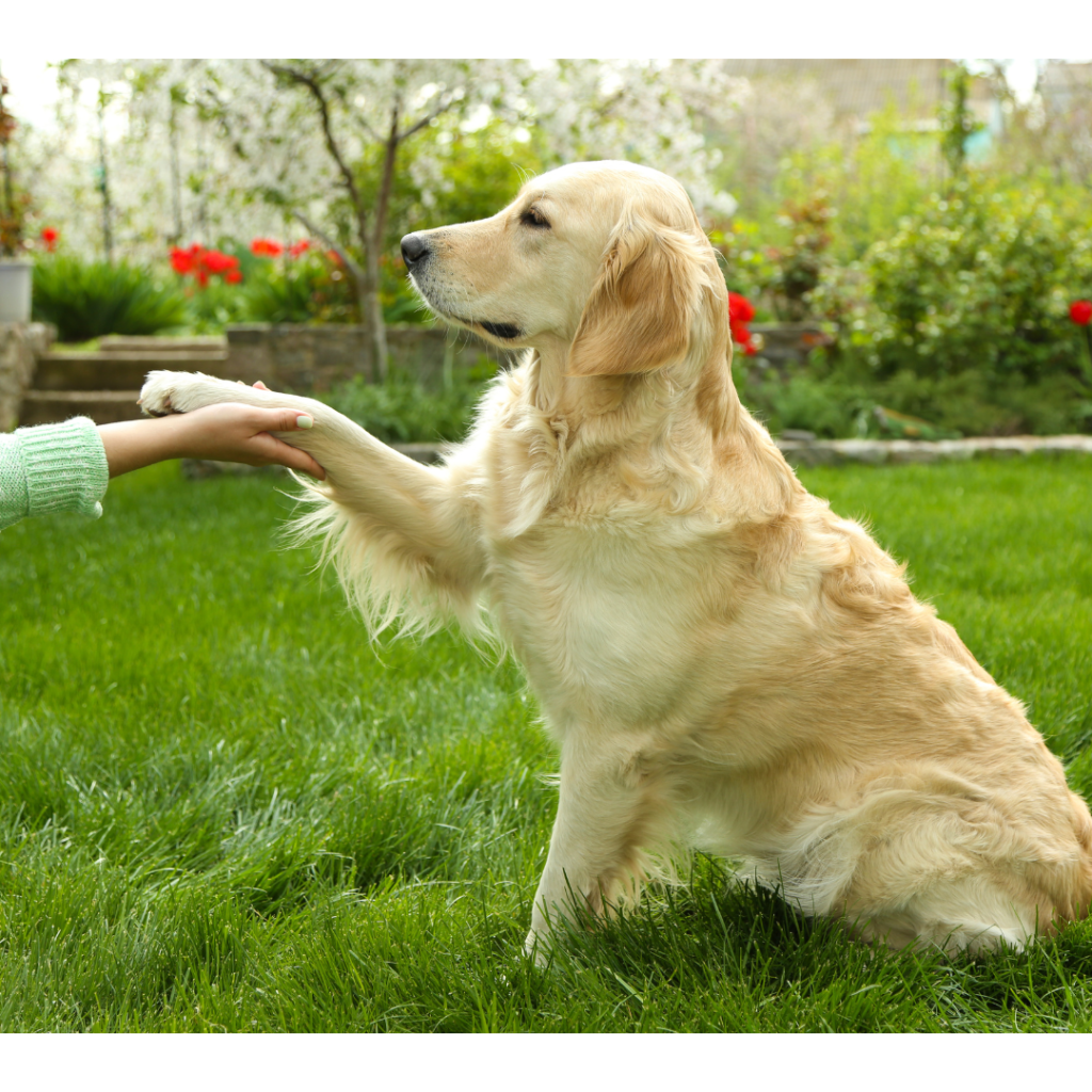 Easy Dog Tricks for training