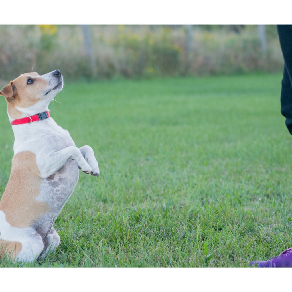 Easy Dog Tricks for training