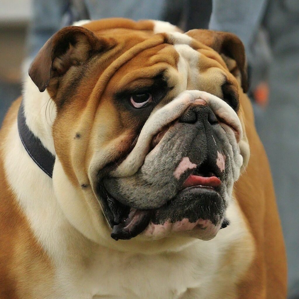 The Bulldog