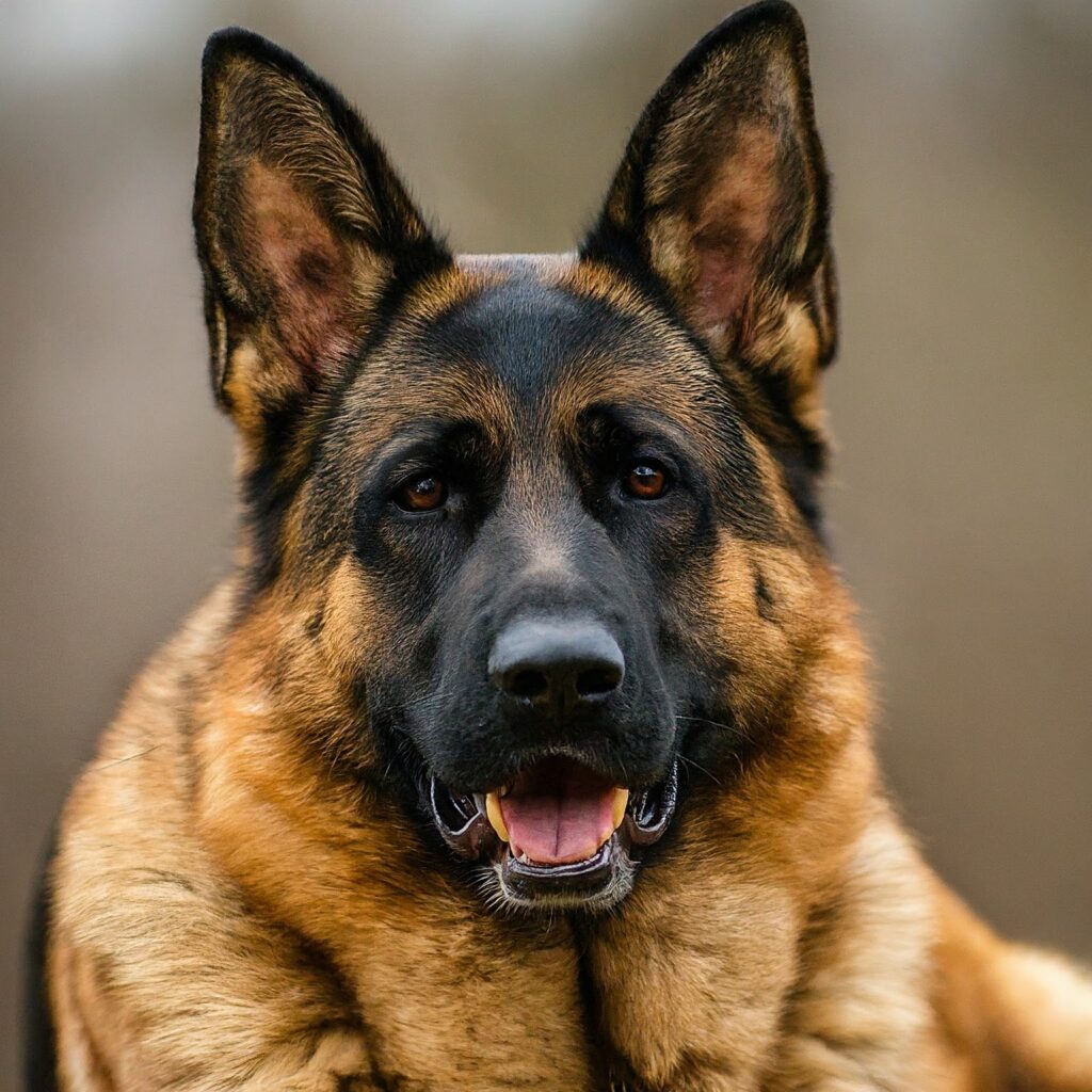 The German Shepherd