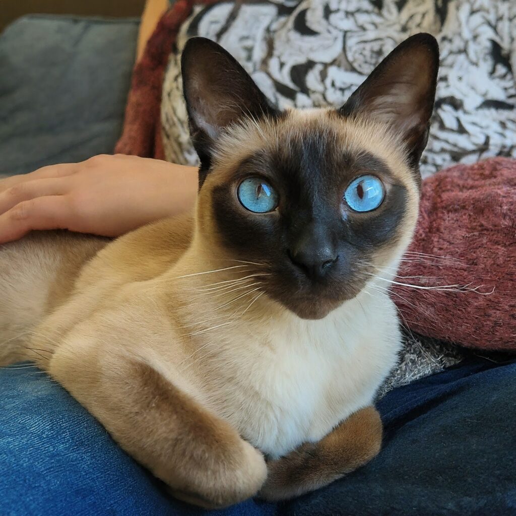 Siamese Cats breed