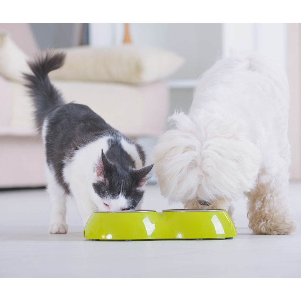 Can Dogs Eat Cat Food?