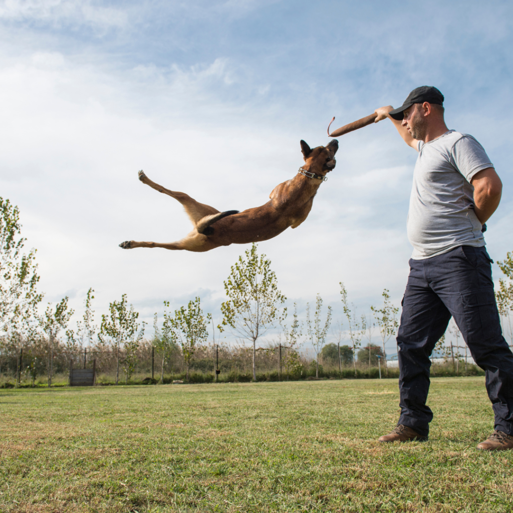 Best Online Dog Training Courses of 2024