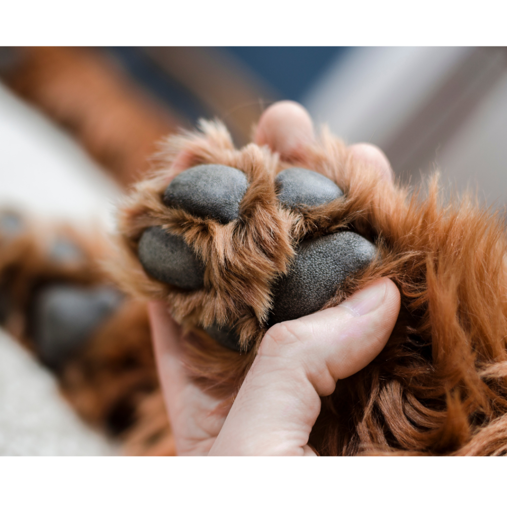 The Best Dog Paw Balms