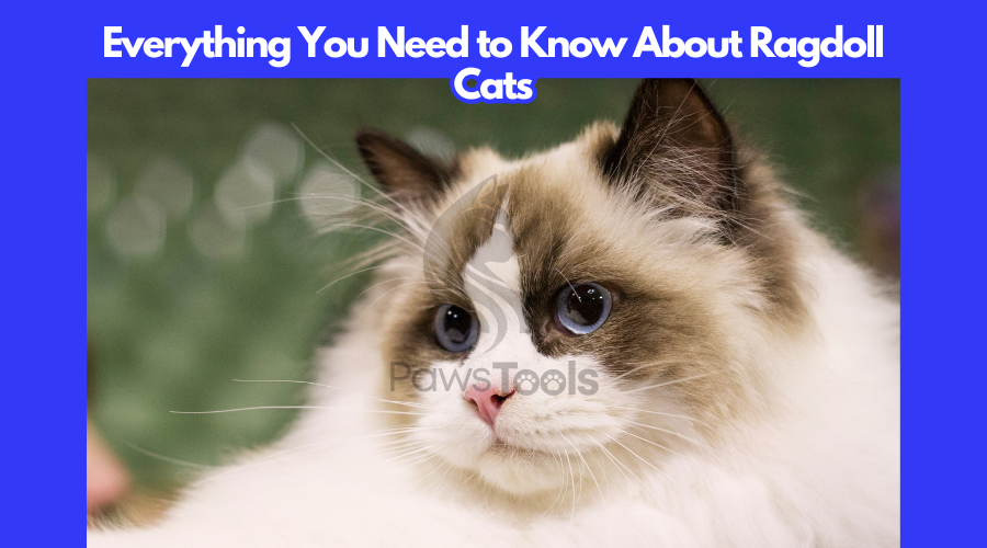 Everything About Ragdoll Cats