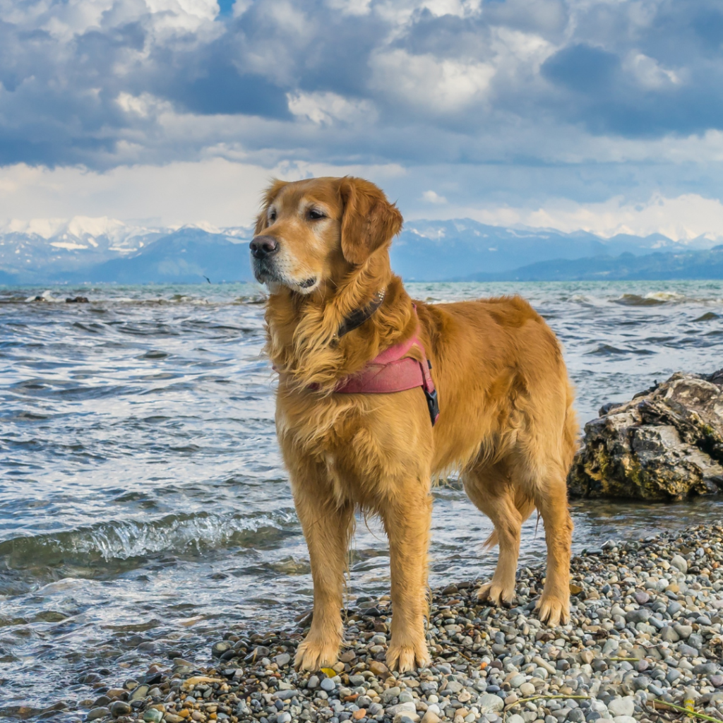 All About Golden Retrievers