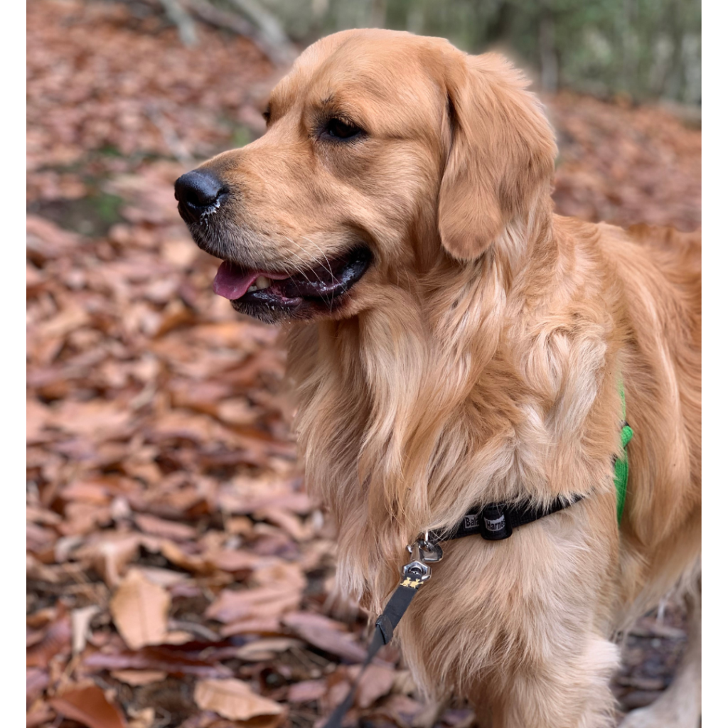 All About Golden Retrievers