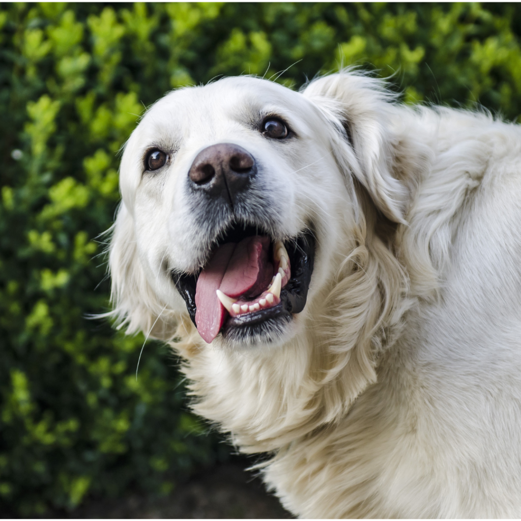 All About Golden Retrievers