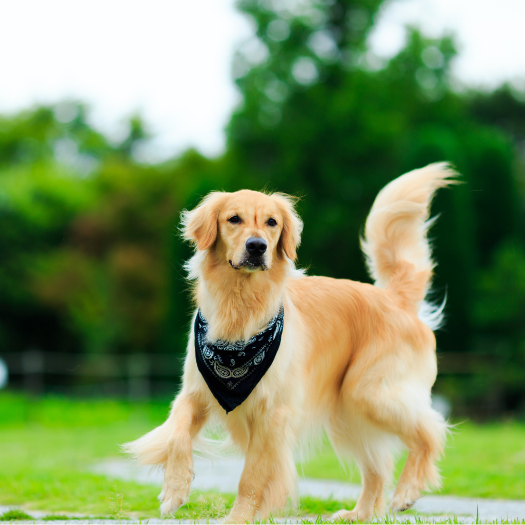 All About Golden Retrievers