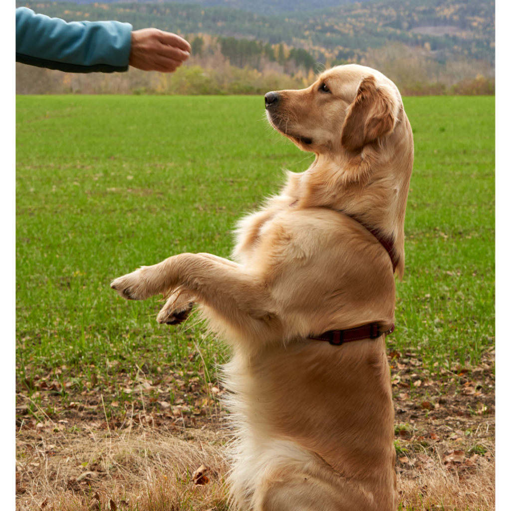 All About Golden Retrievers