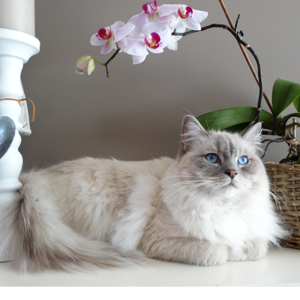 Everything About Ragdoll Cats