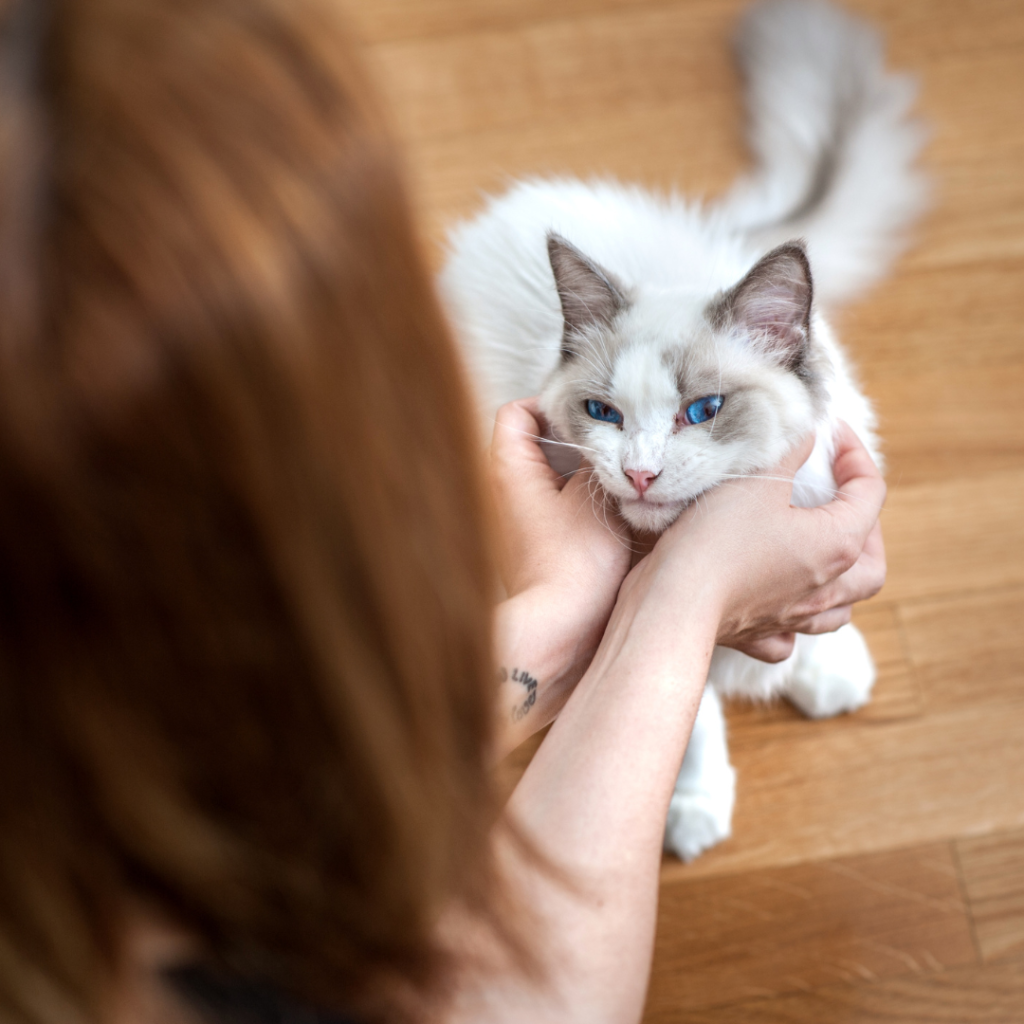 Everything About Ragdoll Cats