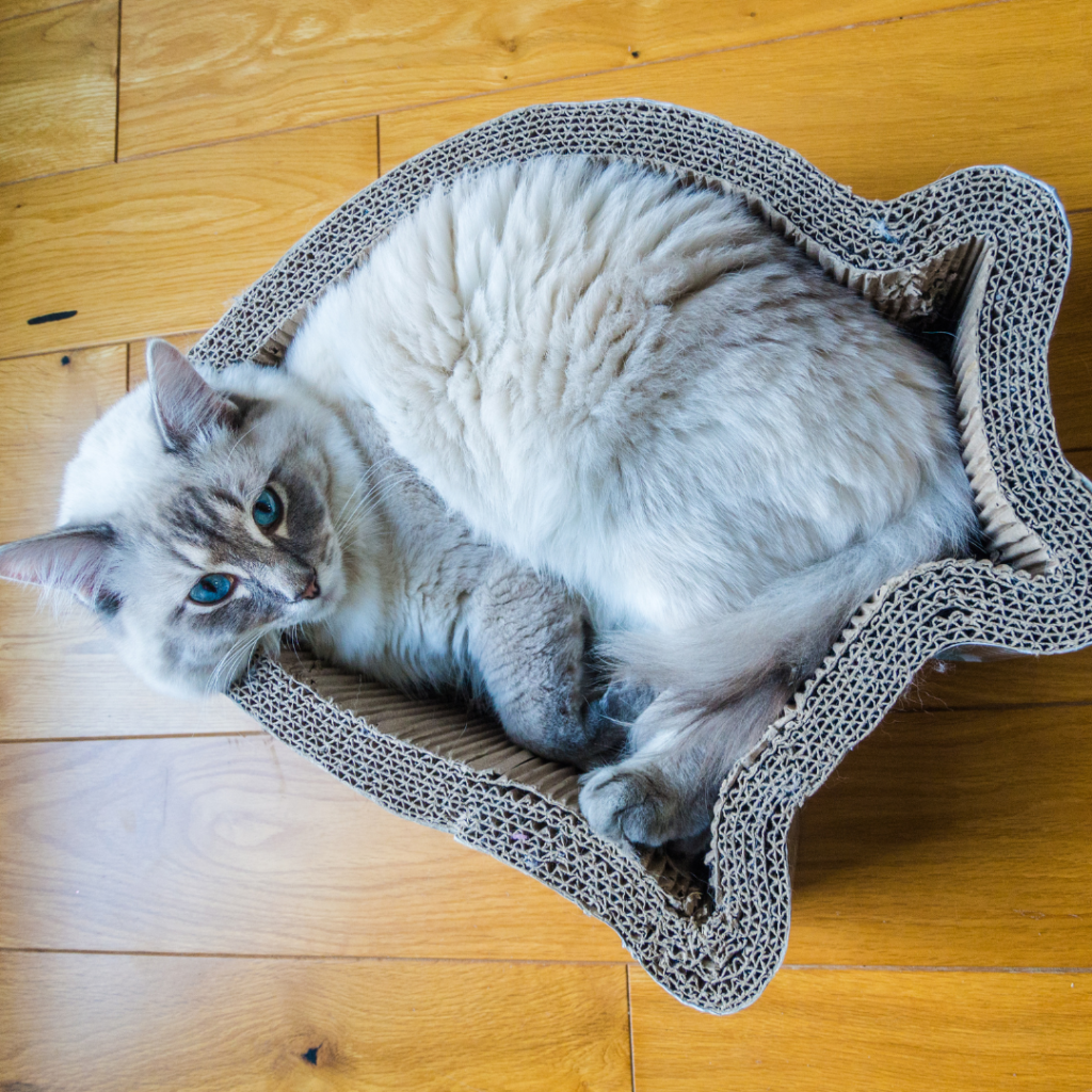 Everything About Ragdoll Cats